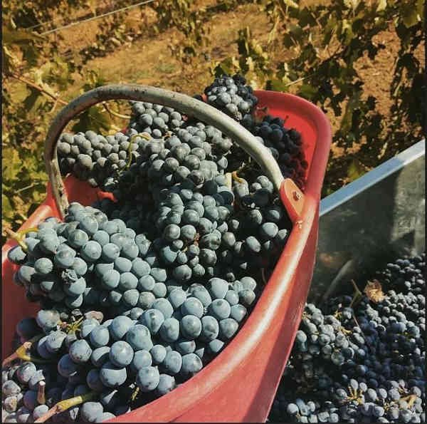 Box of Barbera del monferrato during harvesting at Chieliso.