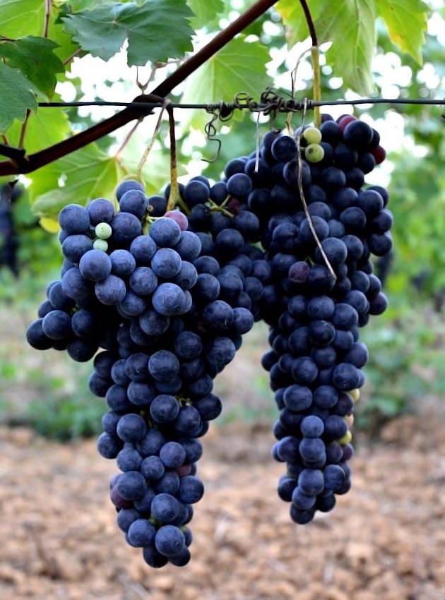 Red grapes image from our vineyards