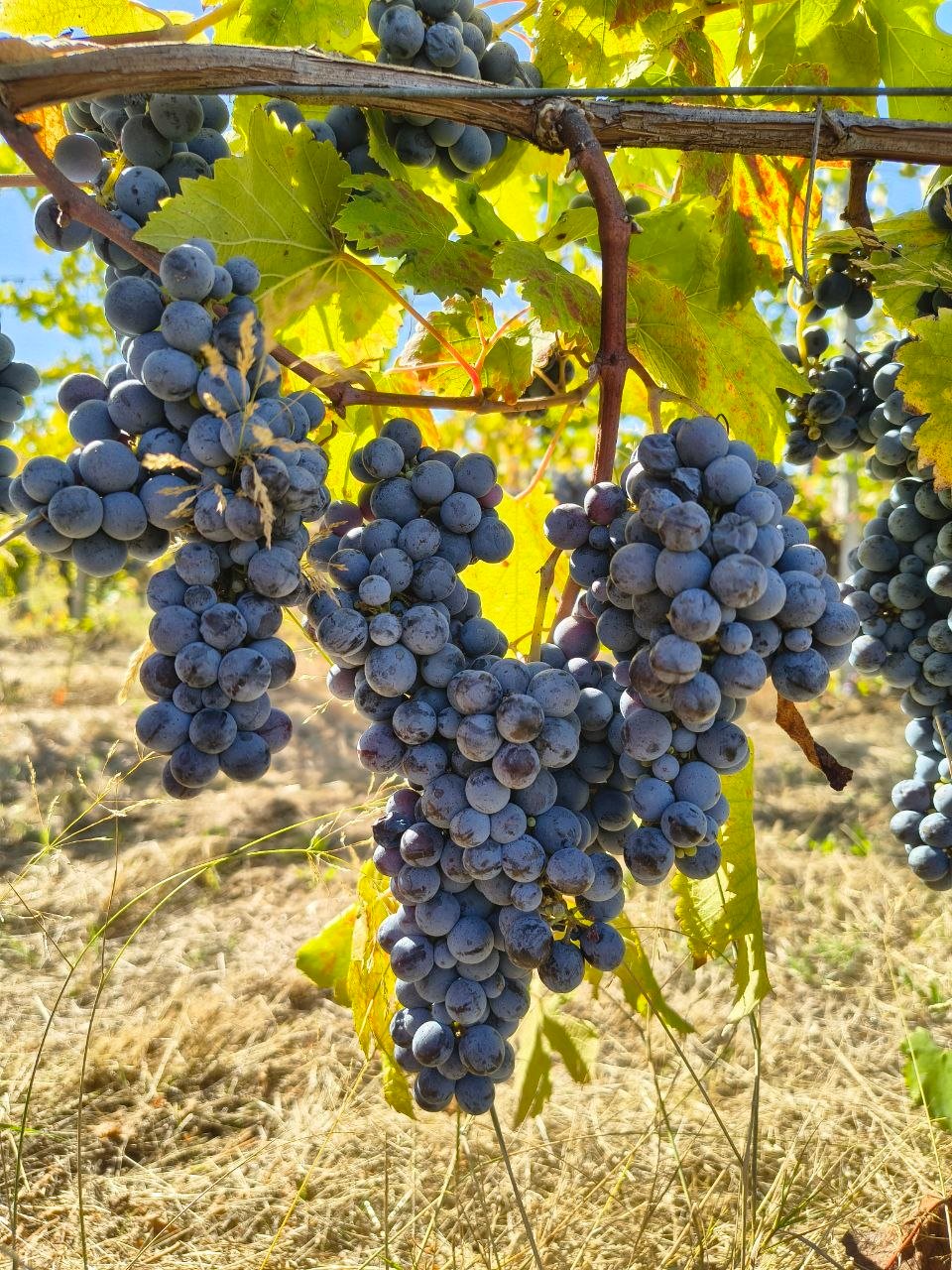 monferrato freisa d.o.c. 2025 - Image 3
